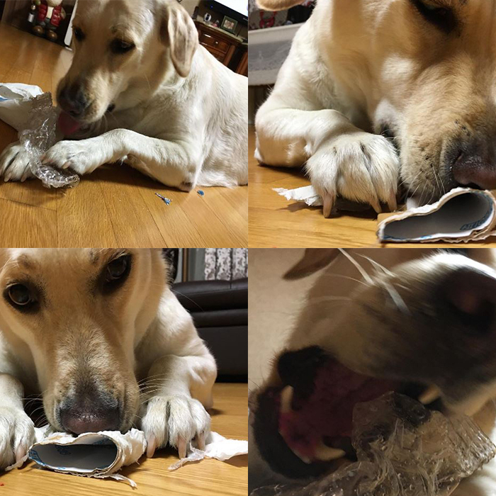 AOA 민아, 귀여운 악마 반려견과의 일상 공개