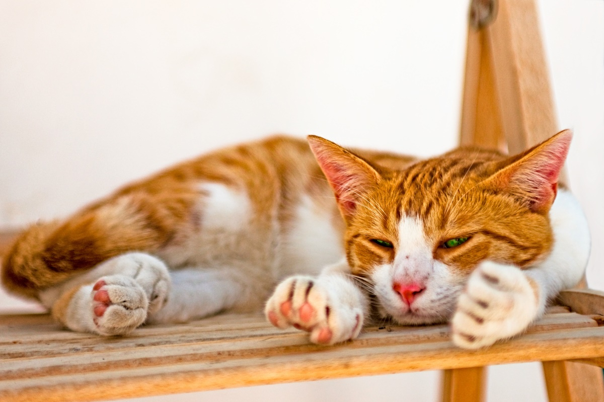 반려묘 긁는 습관 고치는 3가지 방법