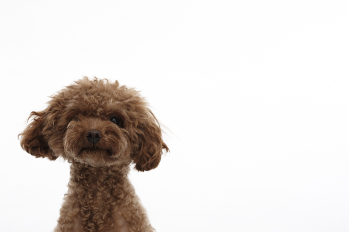 '우리 반려견 조상은?', 반려견 5종 역사