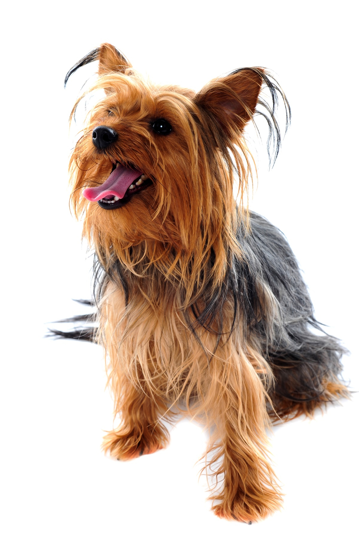 '우리 반려견 조상은?', 반려견 5종 역사