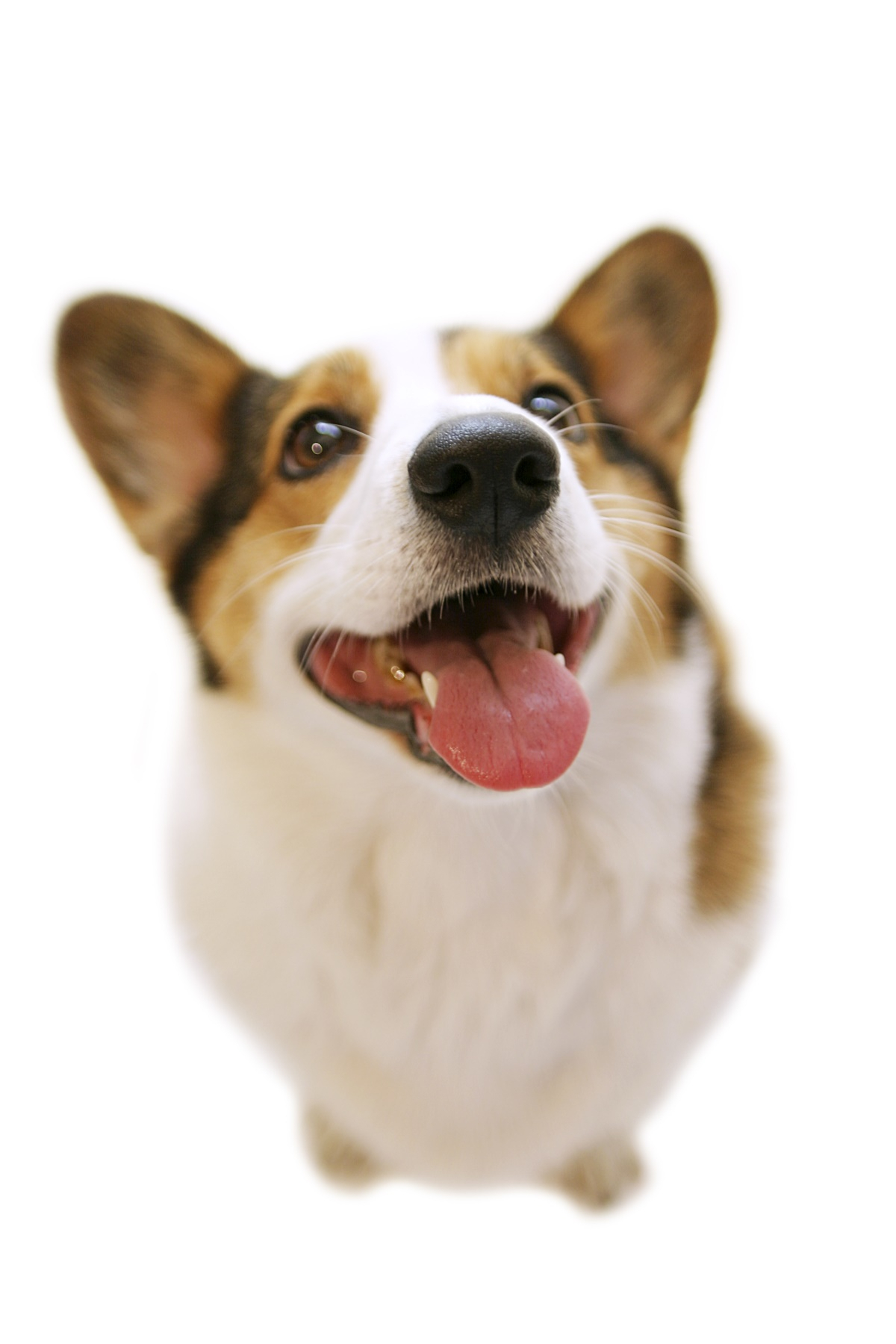 '우리 반려견 조상은?', 반려견 5종 역사