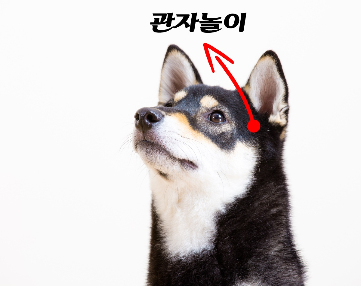 봄철 피곤한 반려견을 위해 '얼굴마사지' 어때요?