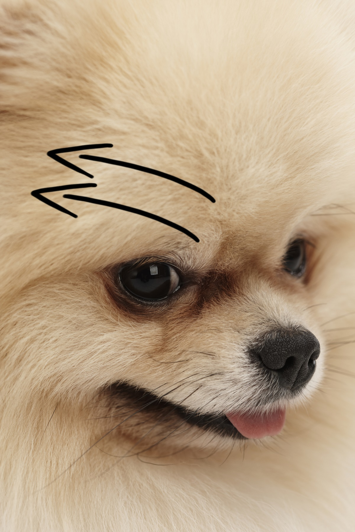 봄철 피곤한 반려견을 위해 '얼굴마사지' 어때요?