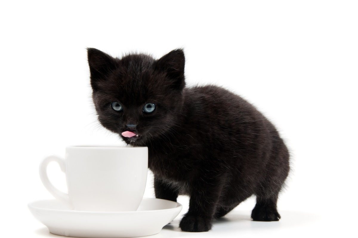 반려동물, 커피마셔도 괜찮을까?