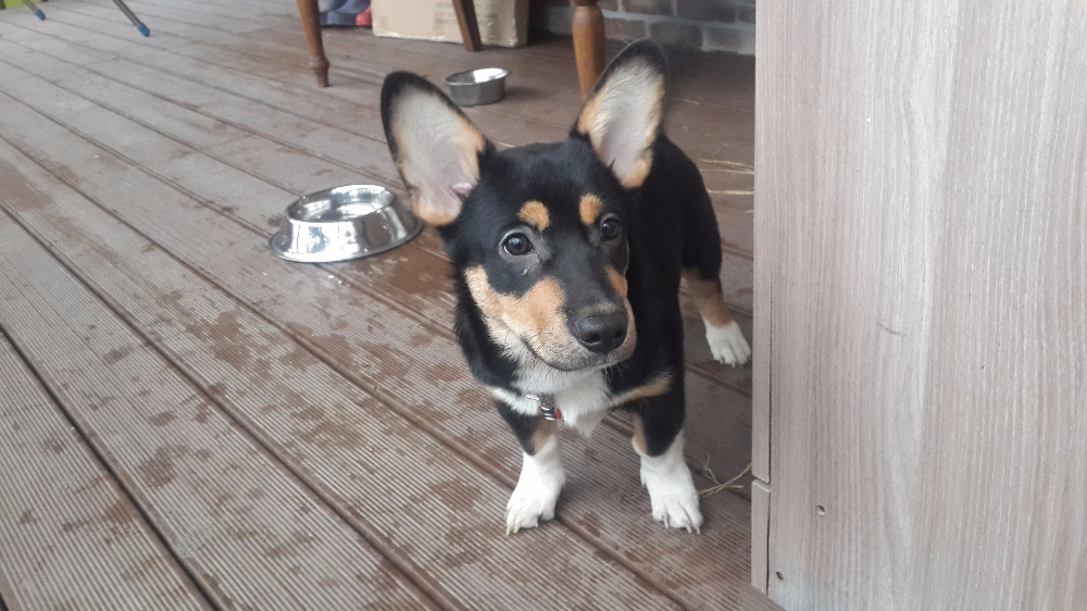 웰시코기 보미와 루이의 입양과 파양을 따라가다