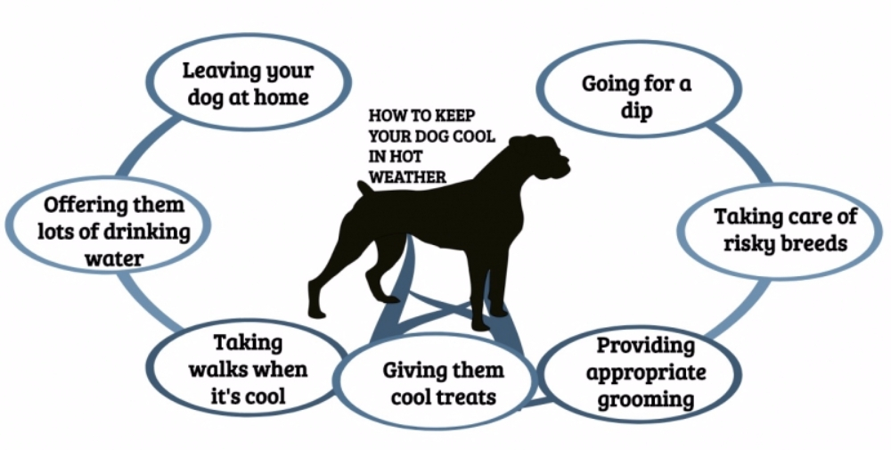 더운 여름에 반려견 건강을 챙겨주는 방법