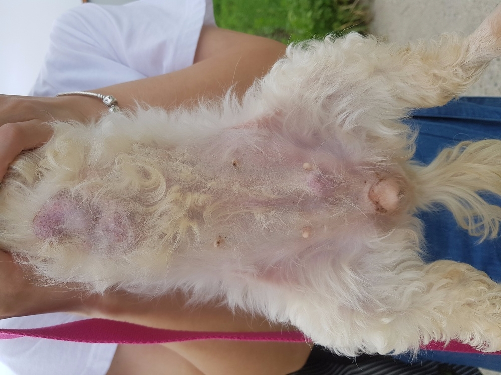 작고 어릴 때만 사랑하는 게 반려견인가요