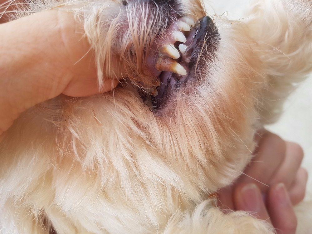 작고 어릴 때만 사랑하는 게 반려견인가요