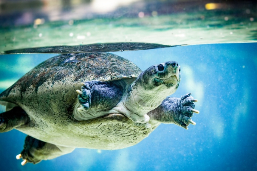 이색 반려동물 바다 거북이 입양할 때 주의사항