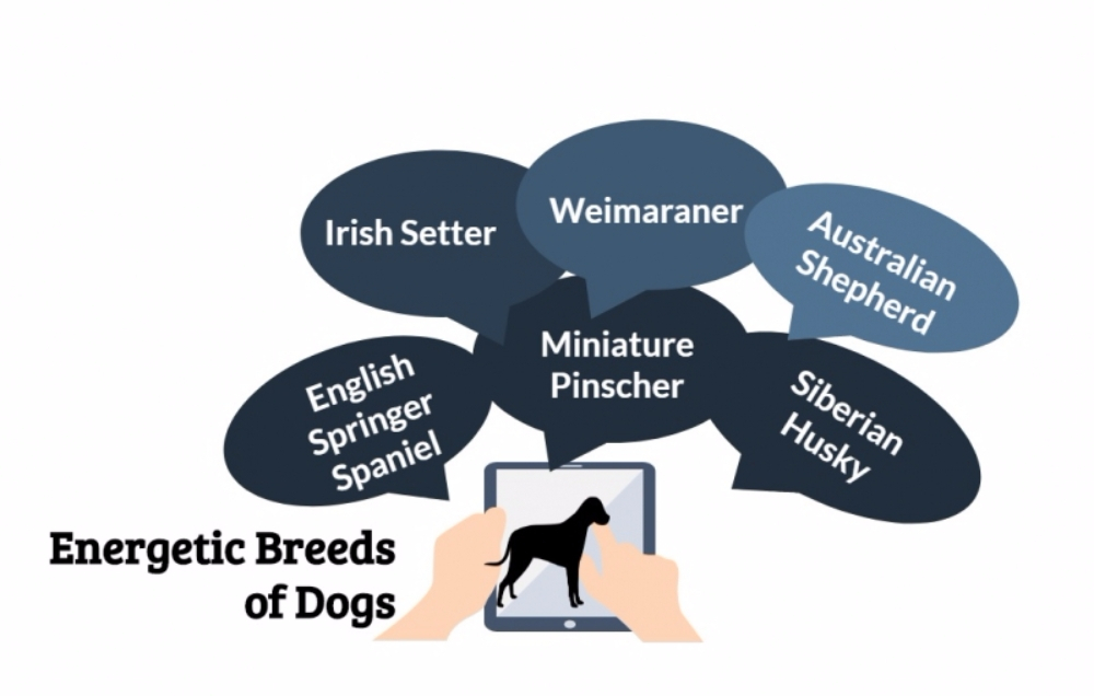 주인과 함께 활발하게 활동하는 반려견 품종은