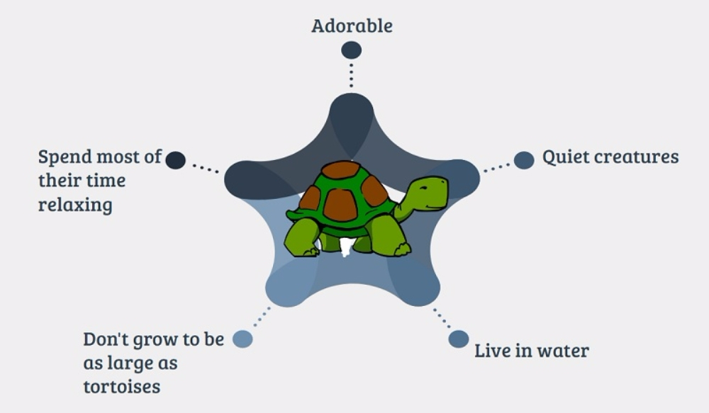이색 반려동물 바다 거북이 입양할 때 주의사항