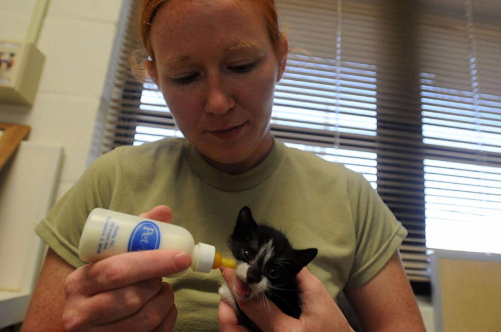 고양이가 밥을 먹지 않는 이유