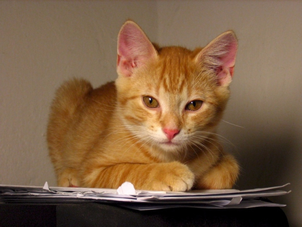 고양이가 숨을 헐떡거리는 건 걱정해야 될 일인가?