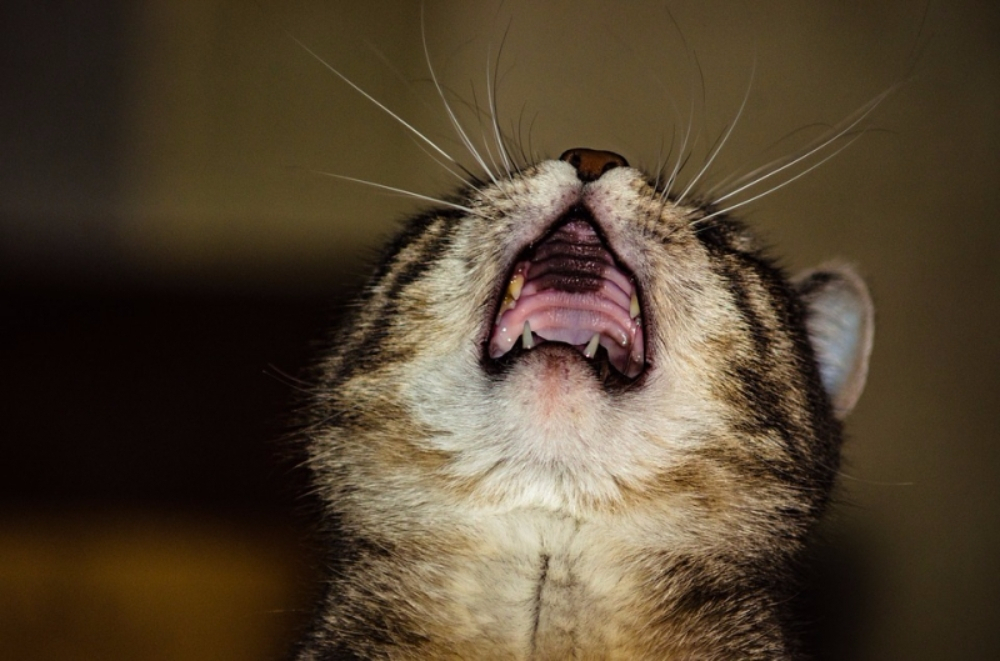 고양이가 숨을 헐떡거리는 건 걱정해야 될 일인가?