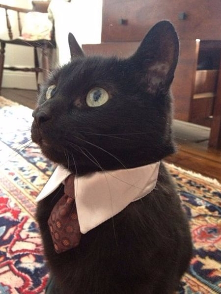 영국의 일곱 고양이 가족 페이스북 페이지