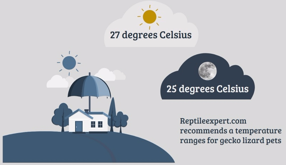 파충류 중에서 인기 높은 게코 도마뱀 키우는 방법
