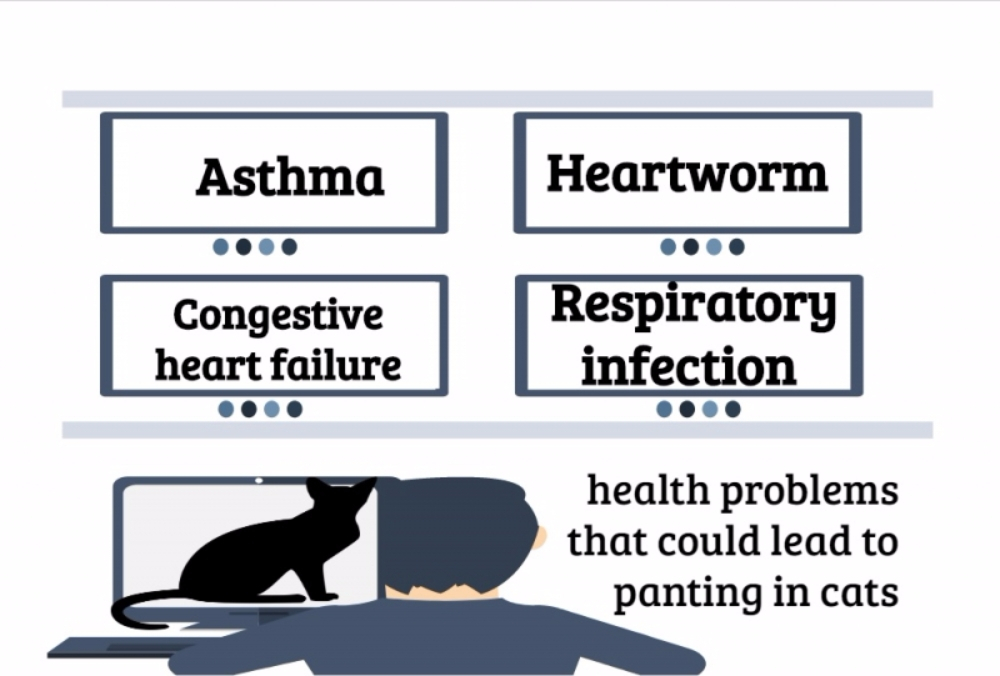 영국의 일곱 고양이 가족 페이스북 페이지