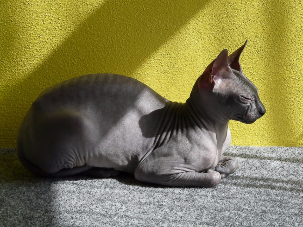 털이 없는 특이한 고양이 스핑크스