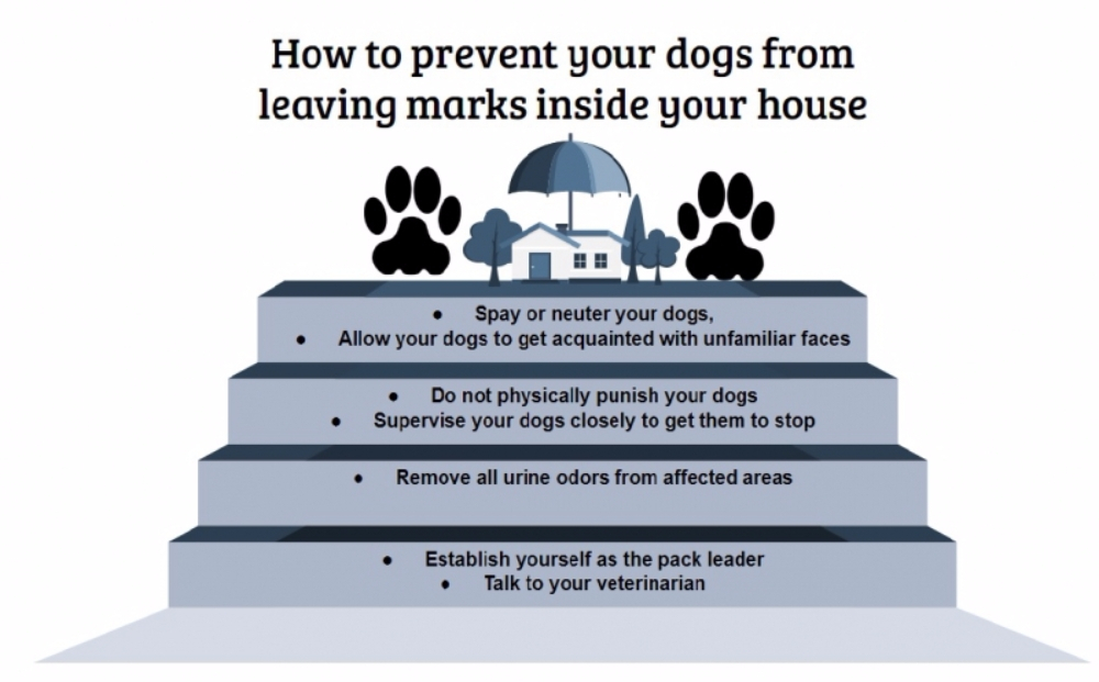 개가 아무 곳에나 소변을 못 보게 만드는 방법