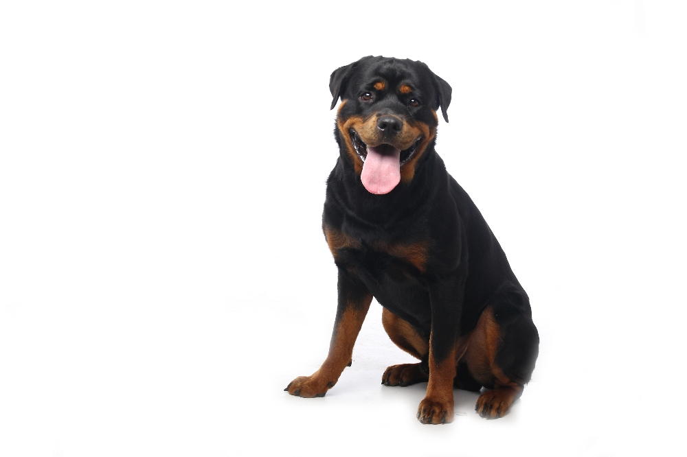 전 세계적으로 인기있는 10가지 견종