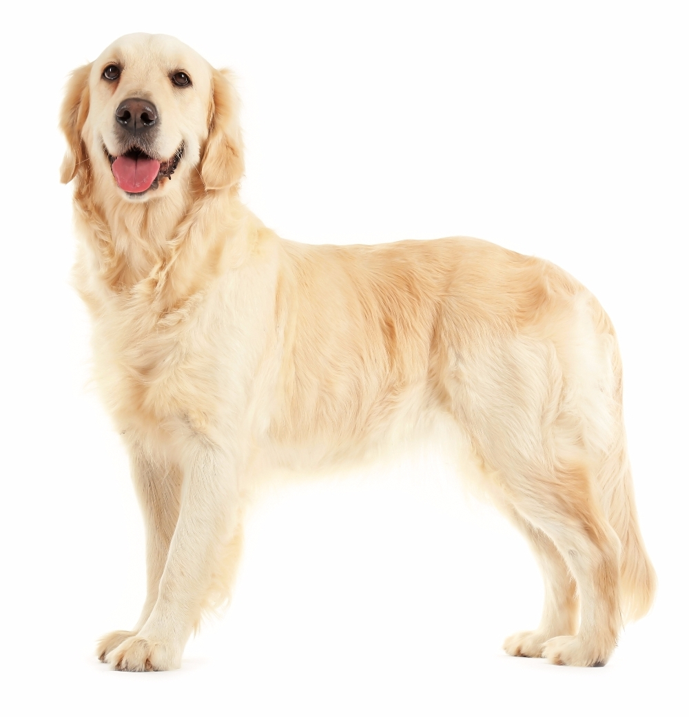 전 세계적으로 인기있는 10가지 견종