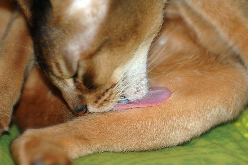 빠져도 너무 빠지는 털, 고양이 탈모의 모든 것