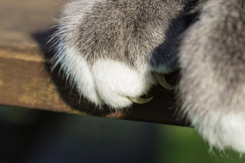 고양이 발톱 제거 수술, 꼭 해야 하나?