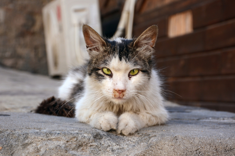 뉴질랜드, 길고양이 3만 마리에 TNR 및 마이크로칩 삽입