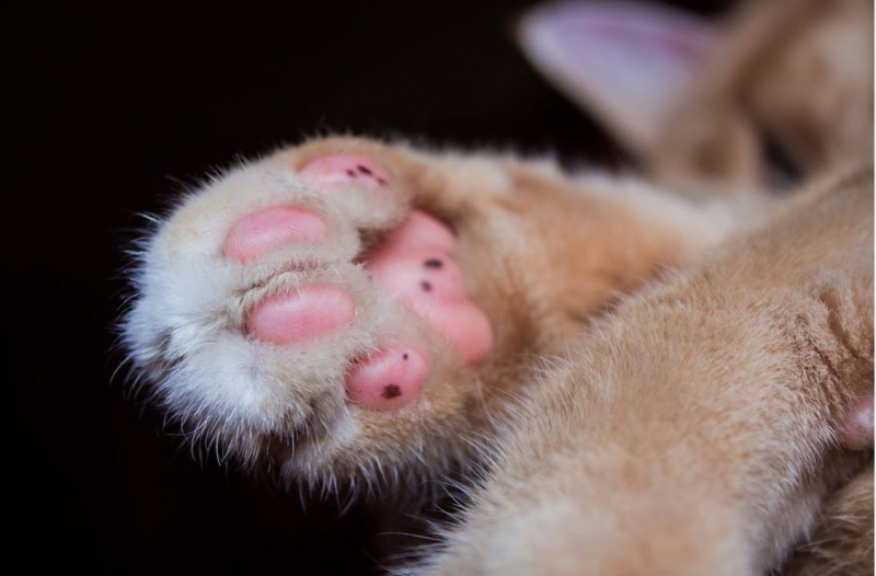 고양이 발톱 제거 수술, 꼭 해야 하나?