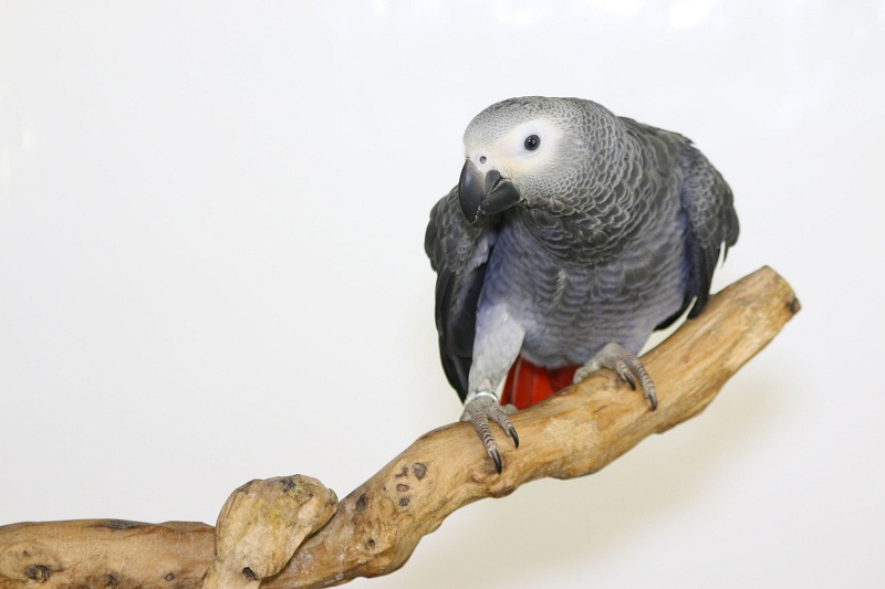 반려동물로 인기 있는 새 품종 TOP7