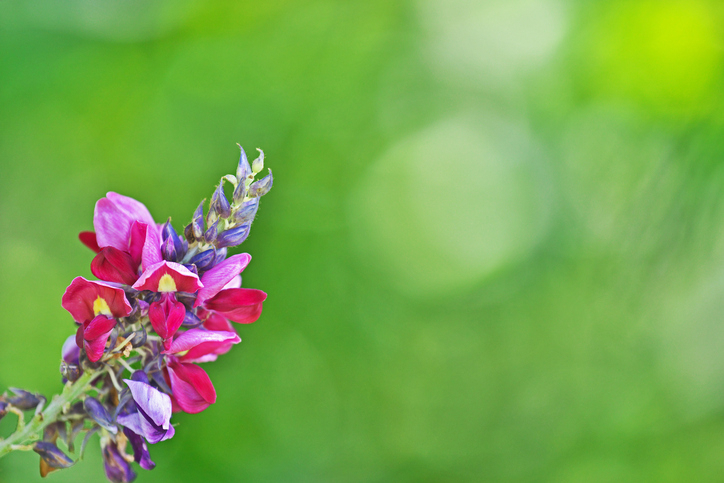 여성 갱년기에 좋은 칡꽃의 효능과 칡꽃차 만들기