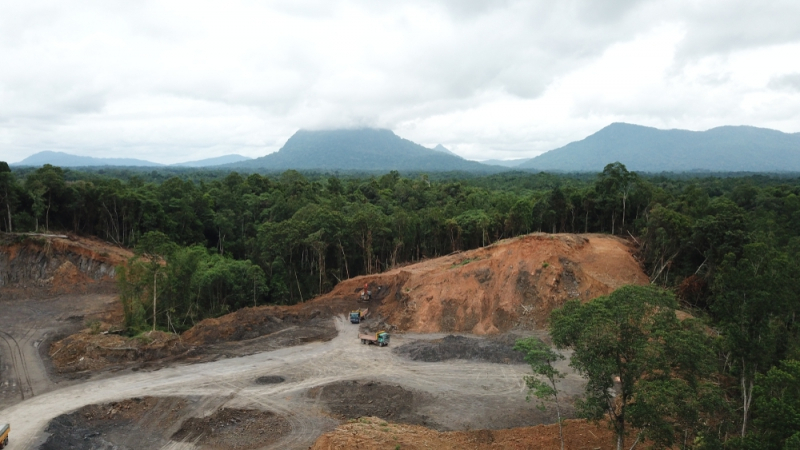 '숲의 사람' 오랑우탄 사라진다…과도한 산림 벌채 동식물 멸종 유발