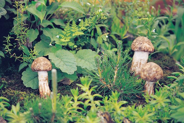 채소고기로 불리는 송이버섯…항암작용부터 성인병 예방까지 다양한 효능과 보관법