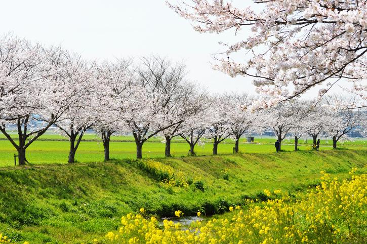 '에어서울' 4-6월 국제선 특가 화제, 자유여행으로 가는 일본 벚꽃 명소는?