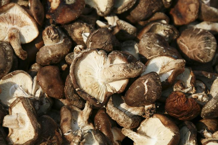 신이 주신 선물 표고버섯, 항암식품으로 뛰어난 표고버섯의 다양한 효능