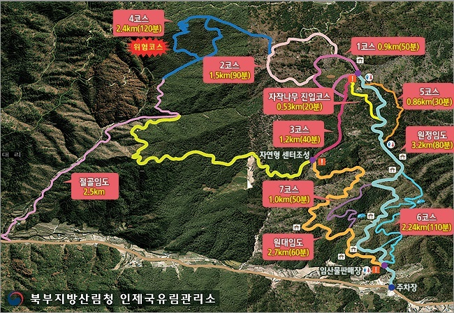 상쾌함 가득한 '인제 자작나무숲', 백패킹과 트레킹 하기 좋은 인제 자작나무 숲의 매력