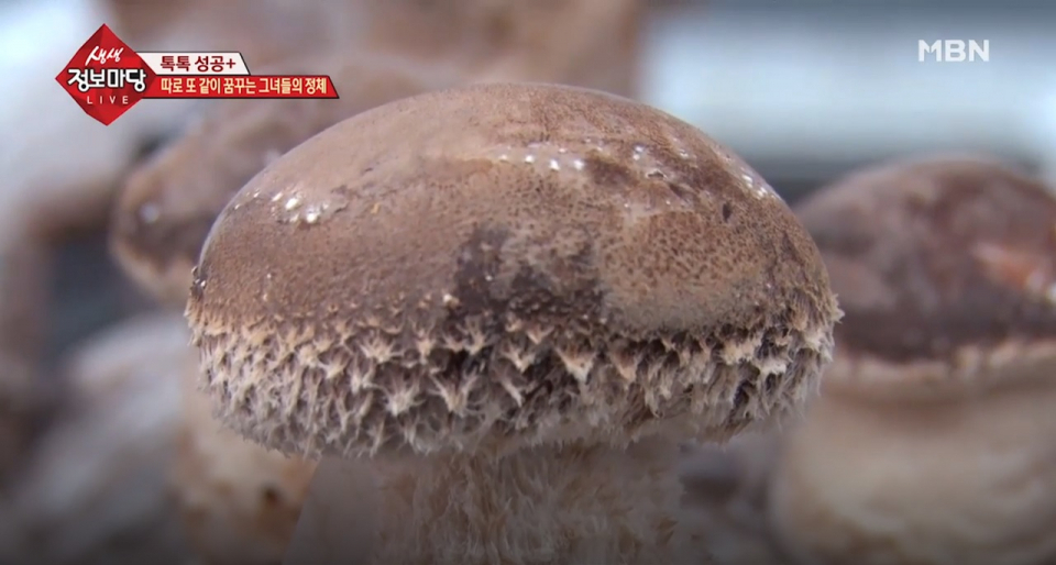 송이향 가득한 '송화버섯', 맛있는 송화버섯 요리 방법과 송화버섯 보관법은?