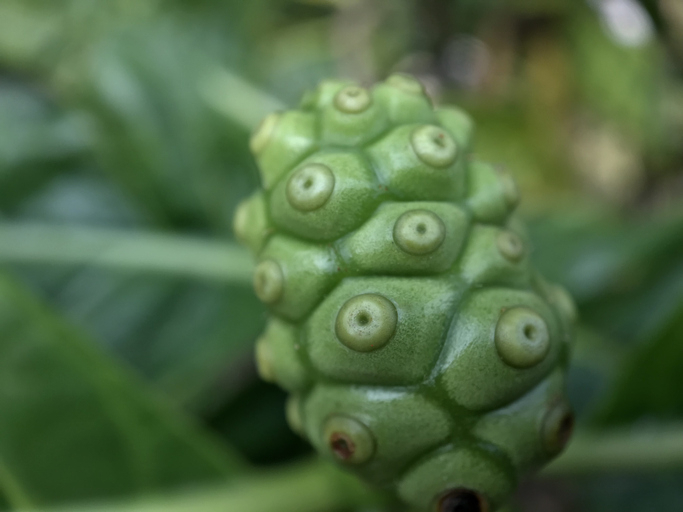 이거 하나면 건강관리 OK 노니 효능, 원액만큼 좋은 노니분말·주스는?…노니 먹는 법 정리