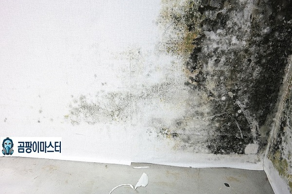 재발방지전문 '곰팡이마스터' 벽지, 결로, 벽, 방, 베란다 곰팡이제거 전문시공 기업