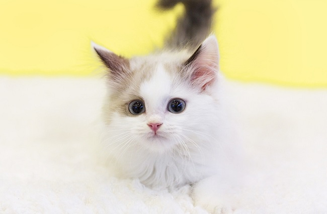 서울·수원·분당 고양이분양 '나비캣' 아비시니안, 스코티쉬폴드 등 10주년 기념 최대 50% 할인분양이벤트 진행