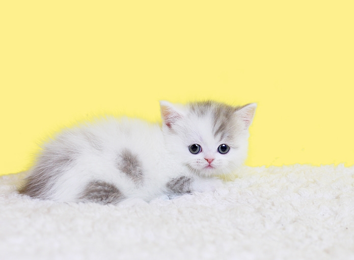 인천, 부산, 대구 선진국 고양이 분양샵 나비캣 반려묘와 평생 행복하도록 도움주고파 밝히며 품종묘 상시 분양
