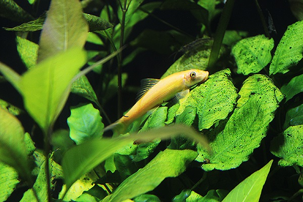 SEA LIFE 부산아쿠아리움에는 미세먼지 정화 물고기가 산다