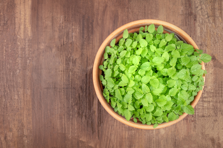 레몬밤 다이어트 효능, 아무나 먹으면 안돼… '이 질환' 앓는다면 심각한 '부작용' 우려돼