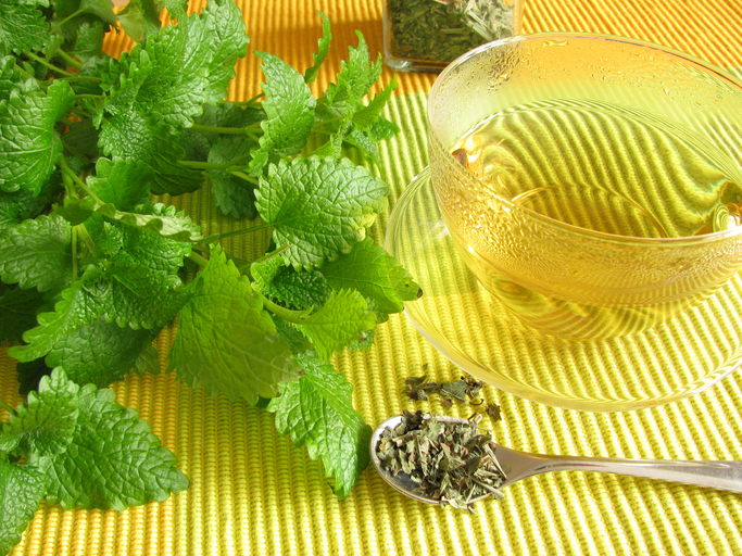 향긋한 '레몬밤' 효능과 부작용, 레몬밤 먹는 법은? 레몬밤 디톡스 다이어트로 뱃살 빼는 법!