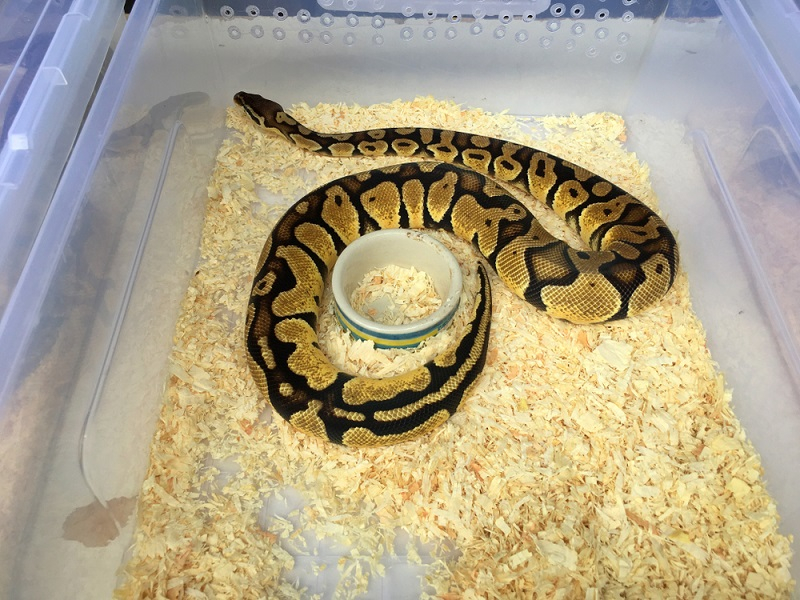 뱀도 이제는 반려동물, 나에게 알맞은 반려뱀은