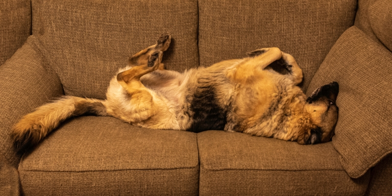 반려견 수면 자세로 어떤 꿈을 꾸는지 알 수 있다