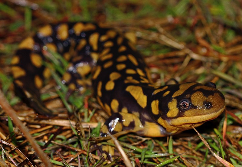 반려동물 中 외래종 인기 '쏠쏠'…털 알레르기서 탈피