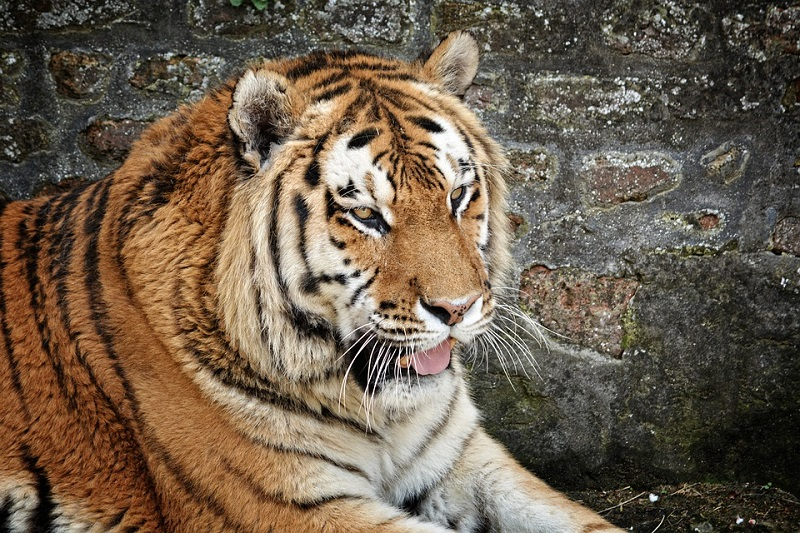 반려동물 中 외래종 인기 '쏠쏠'…털 알레르기서 탈피