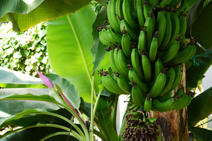 바나나 하나 열량, 사과 칼로리의 2배? 다이어트 효능 후숙해 먹어야 떫은 맛 부작용 없어