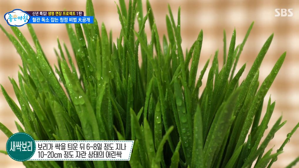 혈압 정상범위 유지 비법? ‘혈관청소’ 돕는 새싹보리 분말 효능